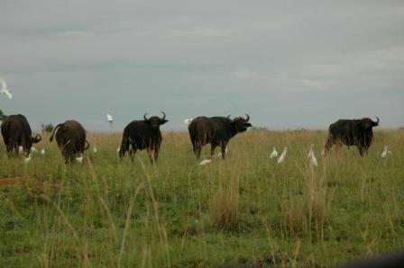 Buffaloes of Uganda